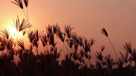 Time for some plants sunset waving in the wind. Sunset Video. 库存影片 147118644