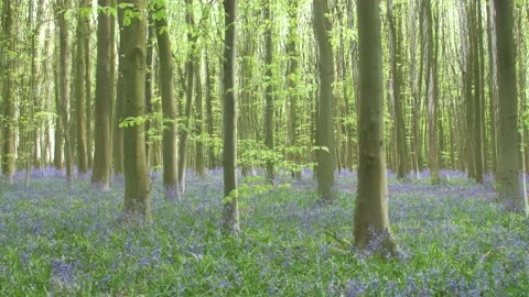 Time study of autumn changing into forest blooming bluebells during spring 動画素材 172150945