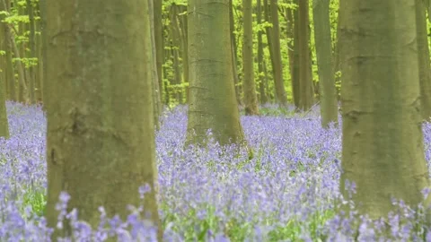 Time study of autumn turning into blooming forest filled with bluebells 動画素材 172149889
