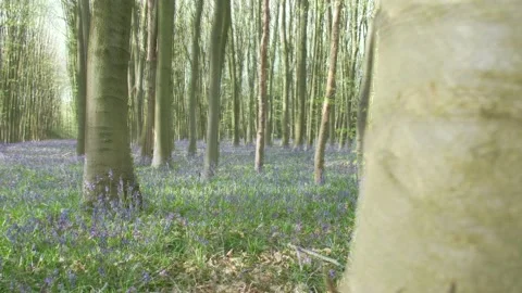 Time study of forest turning green with blooming bluebell flowers in forest 動画素材 172150177