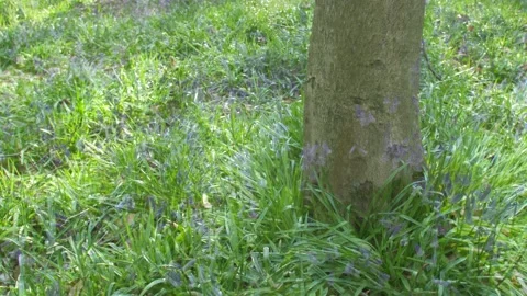 Time study of tree being surrounded with blooming bluebells during spring Stock Footage 172150140