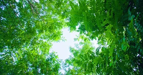 Time - Sunlight through the leaves - Summer Boulevard  Stock Footage 257909158
