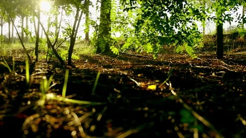 Time through the woods Stock Footage 259282175