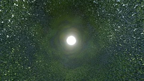 Time tunnel tree to another world Stock Footage 228664811