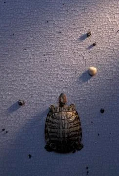 Time turtle on his way Stock Photos