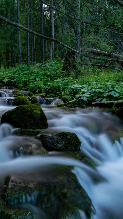 Time Warp of Water Flowing in Dense Tatra Forest Landscape Stock Footage 309655491