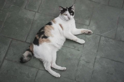 The time when the cat has cute colored dots in the morning. Foto stock