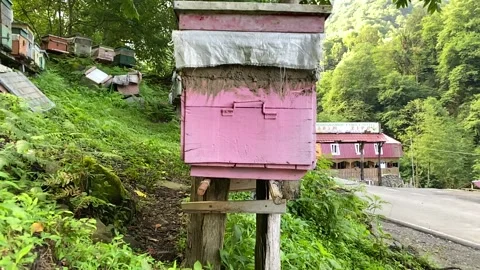 Timelabs, bees fly to the hive Stock Footage 169984346