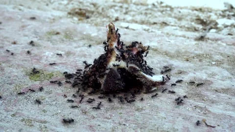 Timelapes to Ants eat bite in 15s 4K to morocco Stock Footage 154184286