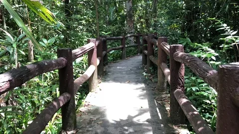 Timelapes Through Forest Path Stock Footage 113705090