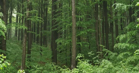 Timelaps of the beechwood forest, 4k Stock Footage 89749358
