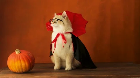 Timelaps cat in a vampire costume for Halloween, orange background Stock Footage 249936474