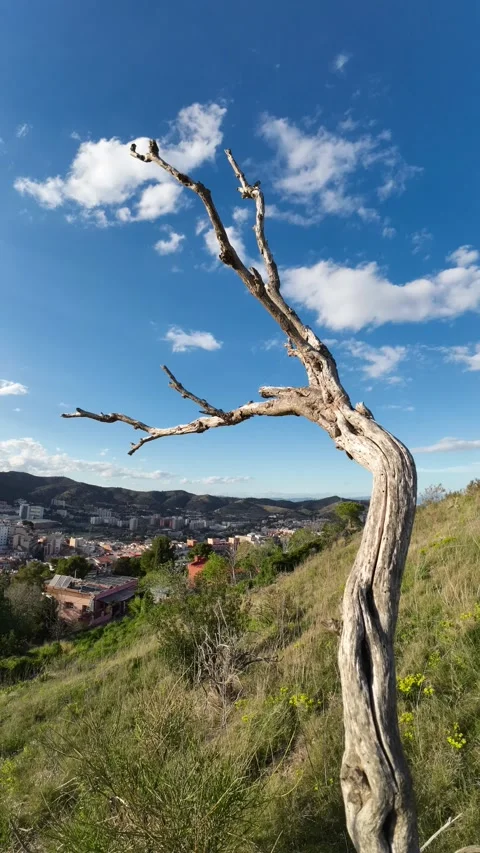 Timelaps Dry tree and blue-moving clouds Stock Footage 272676377