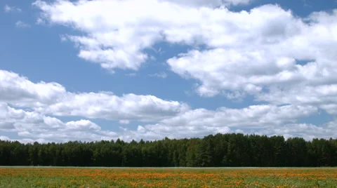 Timelaps with the field with a flowers 動画素材 54213795