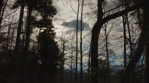 Timelaps Forest Stock Footage 104920991