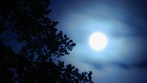 TIMELAPS: full moon in clouds are moving behind the branches of trees Video stock 106311556