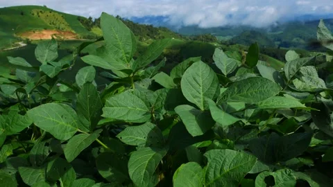 Timelaps of green tree on top mountain with movement cloudy sky at Tropicana  Stock Footage 133105143