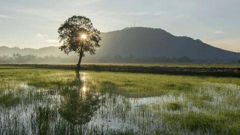 Timelaps morning sunlight diffuse through the tree at Bukit Mertajam. Stock Footage 106069501