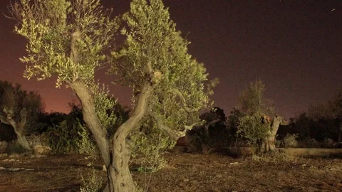 Timelaps of olive tree Stock Footage 94076269