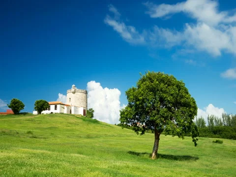Timelaps of panoramic view of a tree in the middle of a field with green grass Stock Footage 71080941