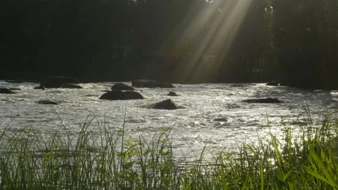 Timelaps, the rapid stream in the woods, forest stream running over rocks 動画素材 101430559