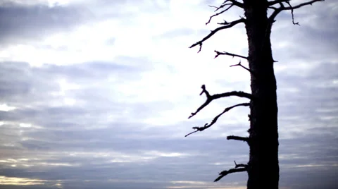 Timelaps sky with tree 库存影片 38771751