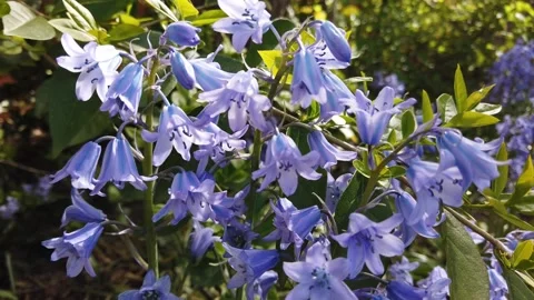 Timelaps of spanish forest hyacinth Stock Footage 153266584