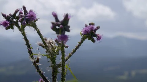 Timelaps of thistle on the glade pollinated by a bee among mountains 4k HDR H264 Stock Footage 88272841