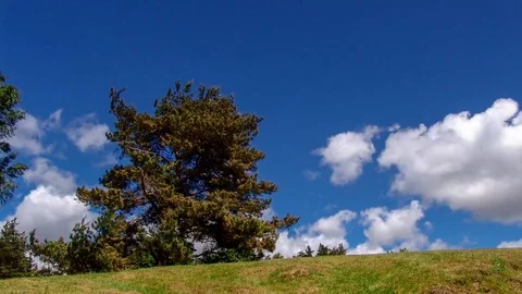 Timelaps with a tree against the sky. Stock Footage 77172067
