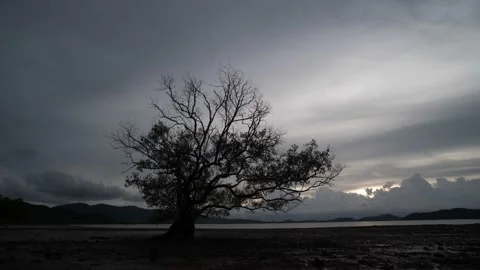 Timelaps of tree alone with cloundy Stock Footage 205265319