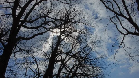 Timelaps Trees Stock Footage 104922470