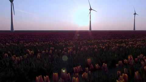 Timelaps of Tulips fields on sunset with windmils in the Netherlands Vídeos de archivo 106683909