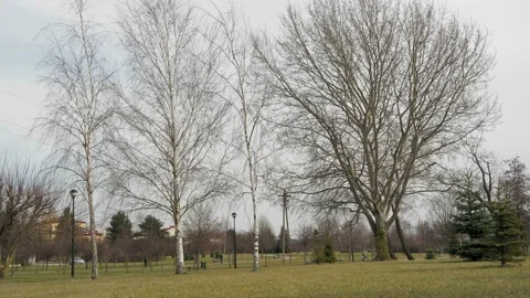 Timelaps - winters day at the Park Stock Footage 236306011