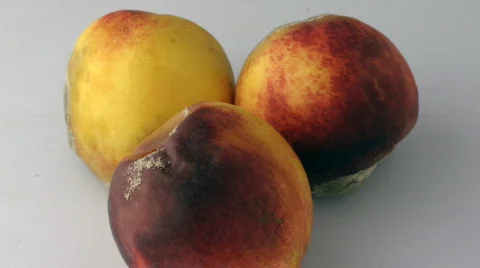 Timelapse of 3 peaches decaying Stock Footage 360230