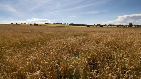 Timelapse 4k grain field Video stock 70770162