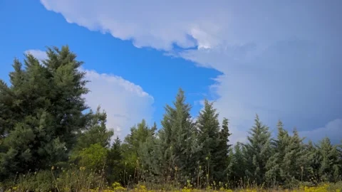 TIMELAPSE 4K HLG HDR CAMERA ON THE GROUNDBEAUTIFUL FIR TREES FLOWERS YELLOW Video stock 246823611