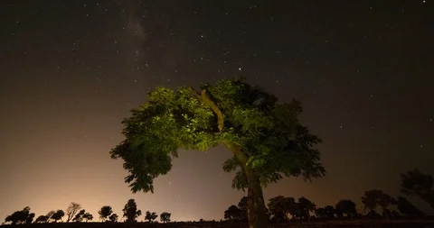 Timelapse 4K - Tree with a clear Night Sky background Stock Footage 100146998