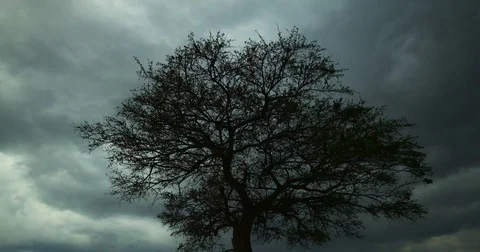 Timelapse of Acacia tree and clouds at the Maasai Mara National Park, Kenya, Stock Footage 81566833