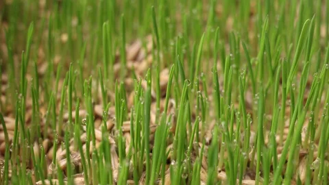 Timelapse with accelerated growing green grass sprouts from oats seeds Stock-Footage 128106916