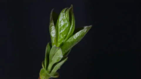 Timelapse of agrowing platn  in springtime Video stock 172525529