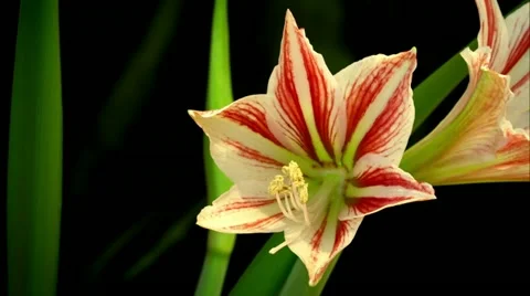 Timelapse Amaryllis #1 스톡 동영상 10856083