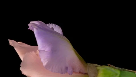 Timelapse of amazing pink violet iris flower opening, close up. Stock Footage 243978664