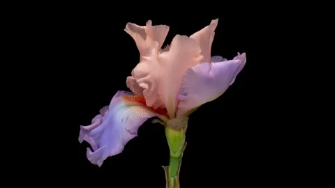 Timelapse of amazing pink violet iris flower opening, close up. Stock Footage 243980096