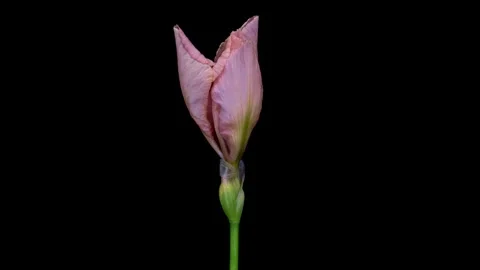 Timelapse of amazing pink violet iris flower opening Stock Footage 255520112
