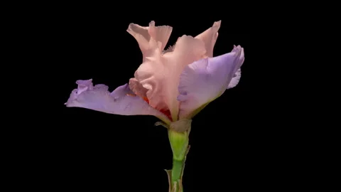 Timelapse of amazing pink violet iris flower opening, close up. E Stock Footage 292813357