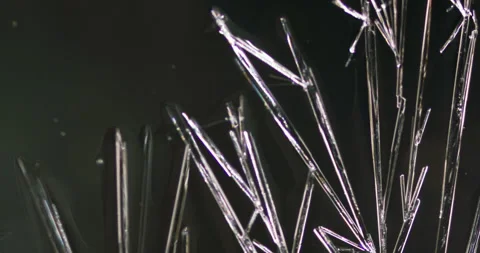 Timelapse of Ammonium oxalate crystallization under polarized light Stock Footage 116473754