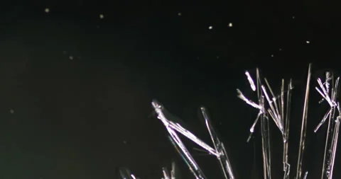Timelapse of Ammonium oxalate crystallization under polarized light Stock Footage 116474311