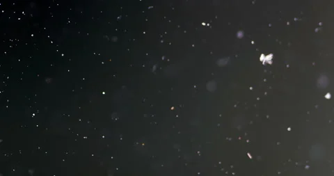 Timelapse of Ammonium oxalate crystallization under polarized light Stock Footage 116474838