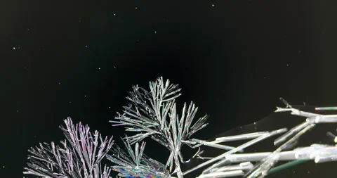 Timelapse of Ammonium oxalate crystallization under polarized light Stock Footage 116476054