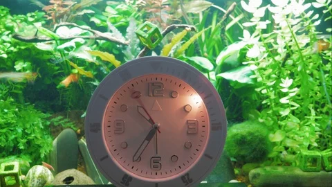 A timelapse of an analog clock standing in front of an aquarium with fish Stock Footage 117189951